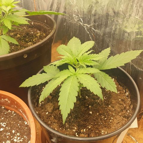White Widow  growlog timeline photo