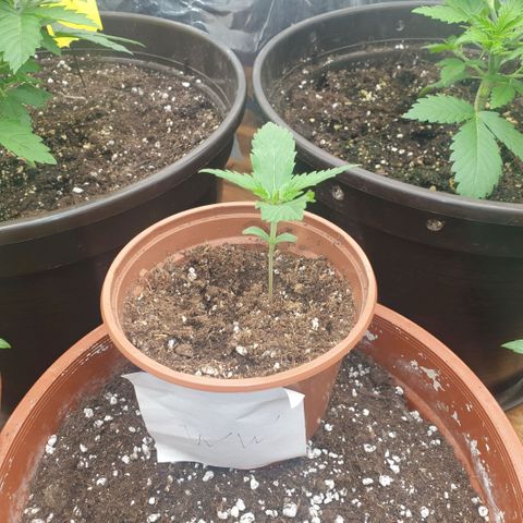 White Widow  growlog timeline photo