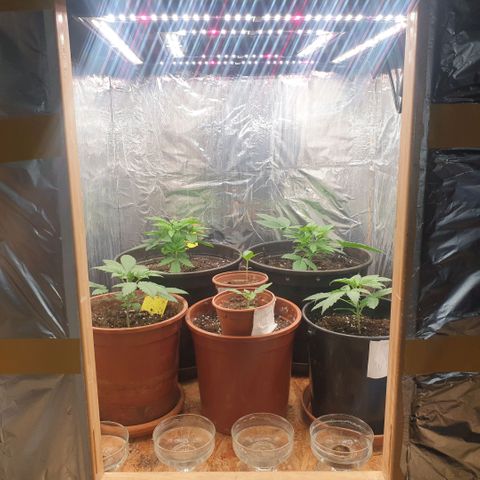 White Widow  growlog timeline photo