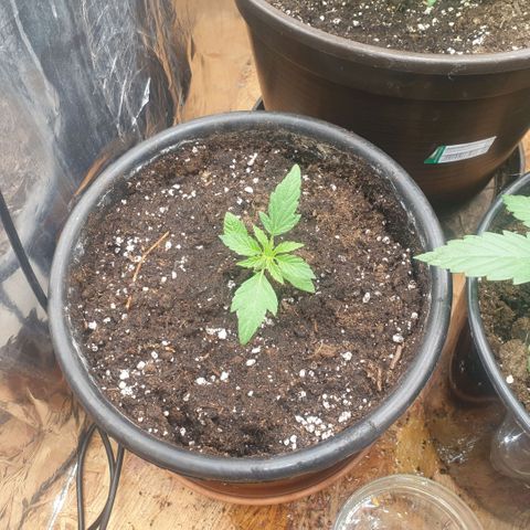 Captain Future growlog timeline photo