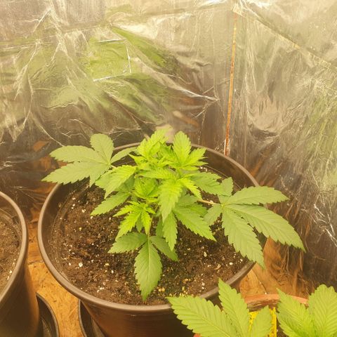 Captain Future growlog timeline photo