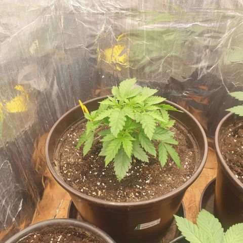 Captain Future growlog timeline photo