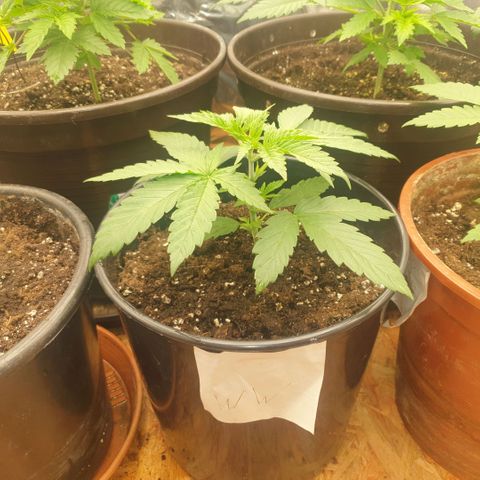 White Widow  growlog timeline photo