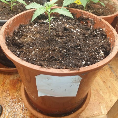 White Widow  growlog timeline photo