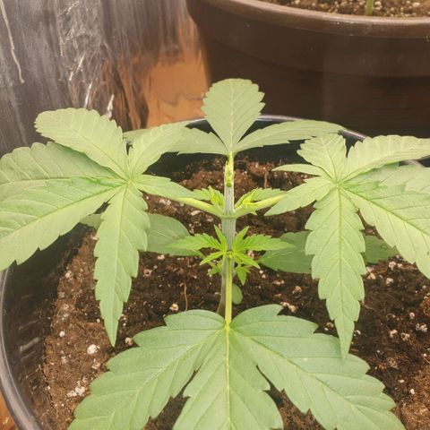 White Widow  growlog timeline photo