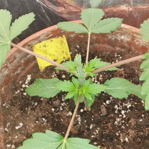 OG Kush growlog timeline photo