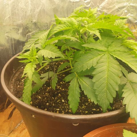 Captain Future growlog timeline photo