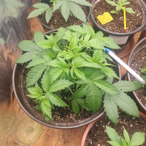 Captain Future growlog timeline photo