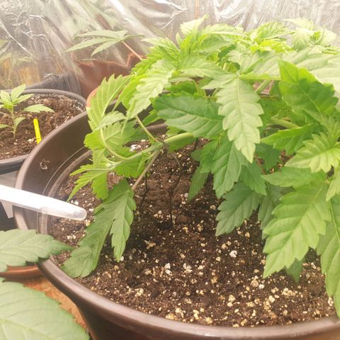 Captain Future growlog timeline photo