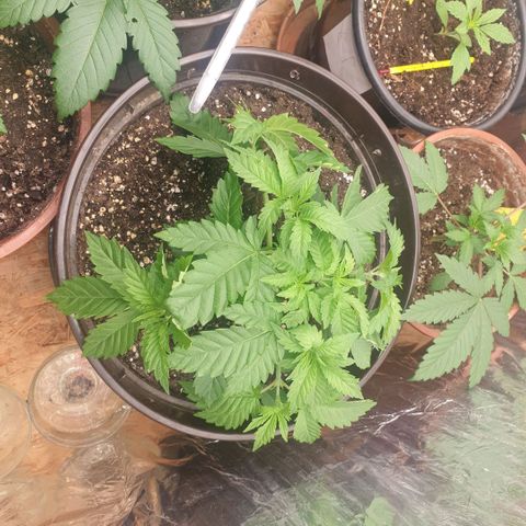 Captain Future growlog timeline photo