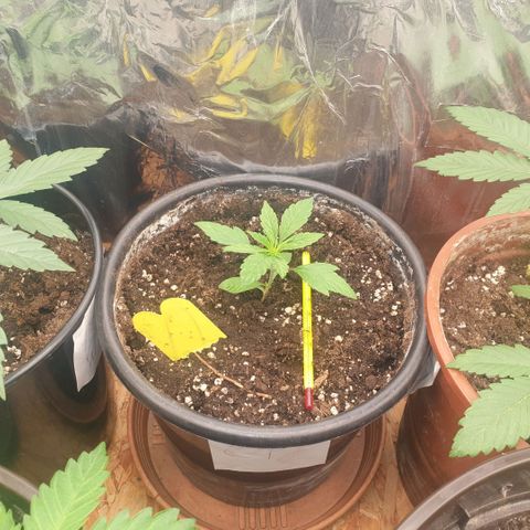 Captain Future growlog timeline photo