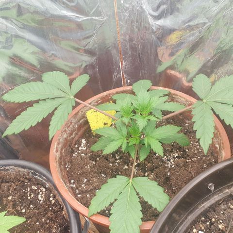 OG Kush growlog timeline photo