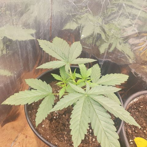 White Widow  growlog timeline photo