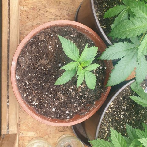 White Widow  growlog timeline photo