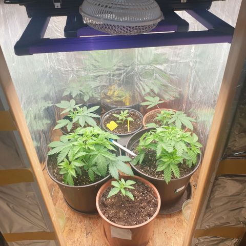 White Widow  growlog timeline photo