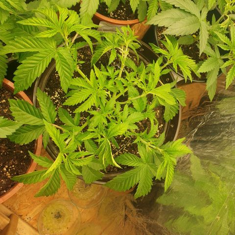 Captain Future growlog timeline photo