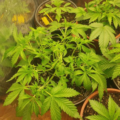 Captain Future growlog timeline photo