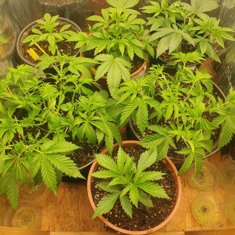 Captain Future growlog timeline photo