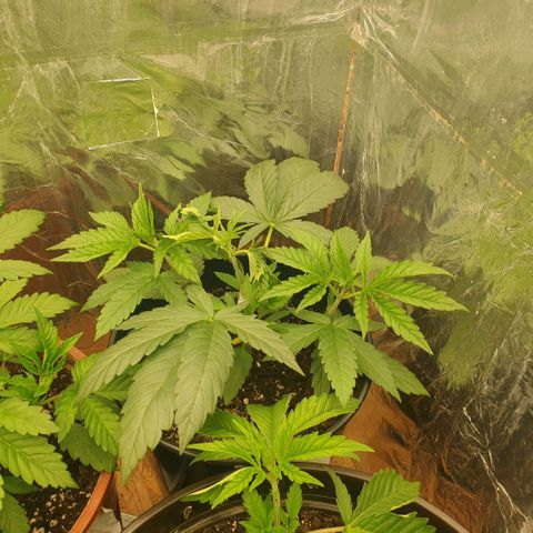 White Widow  growlog timeline photo