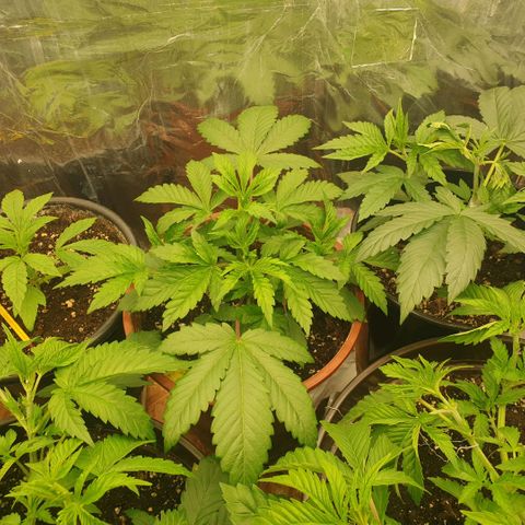 OG Kush growlog timeline photo