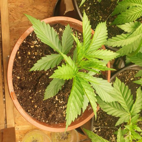 White Widow  growlog timeline photo