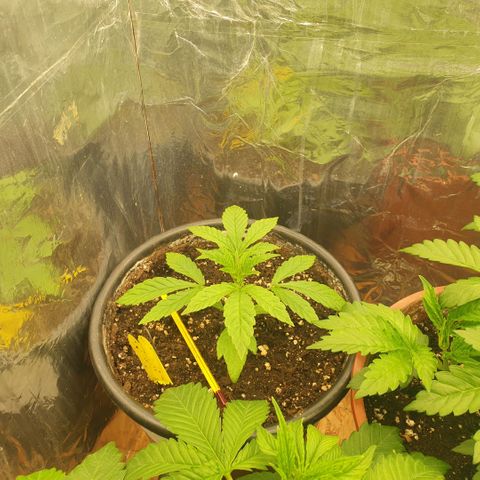 Captain Future growlog timeline photo