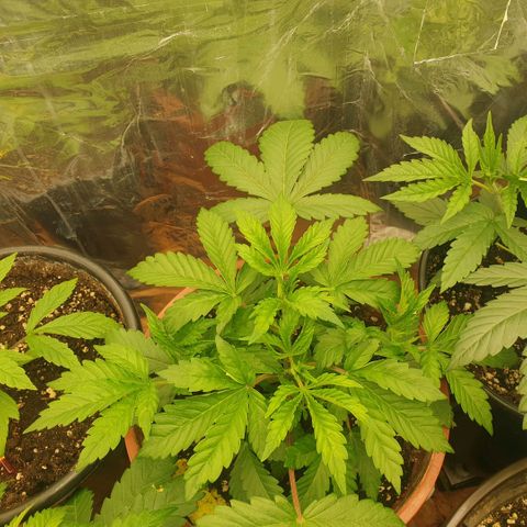 OG Kush growlog timeline photo