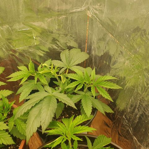 White Widow  growlog timeline photo