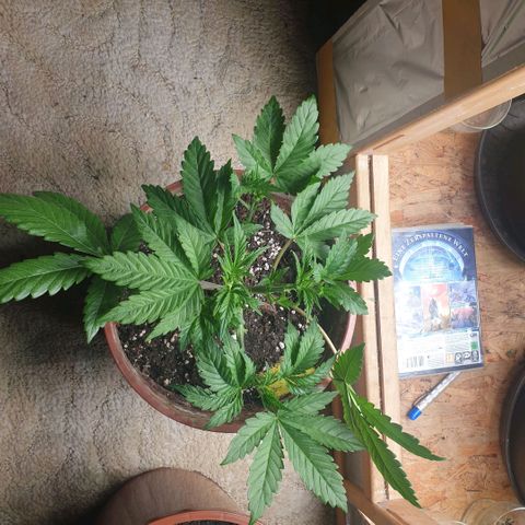 OG Kush growlog timeline photo