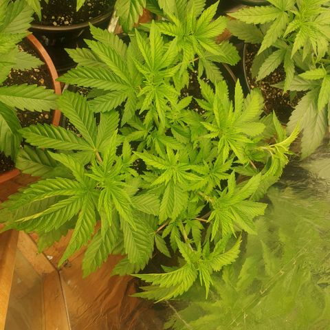 Captain Future growlog timeline photo