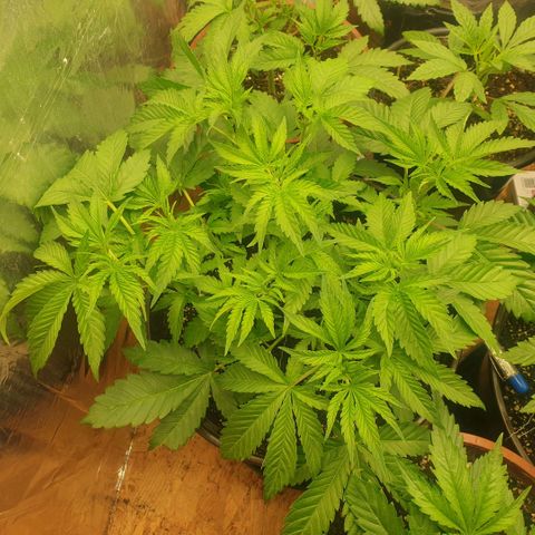 Captain Future growlog timeline photo
