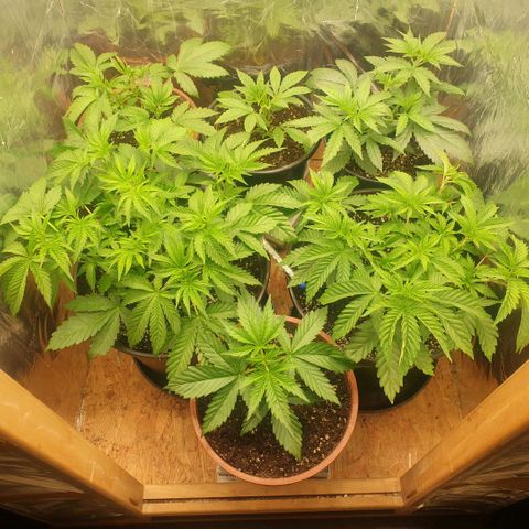 Captain Future growlog timeline photo