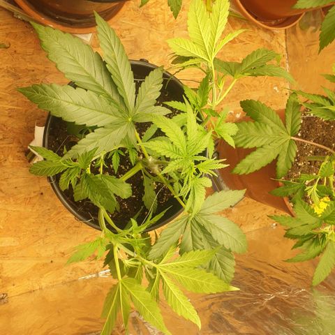 White Widow  growlog timeline photo