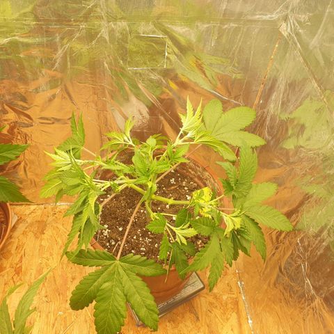 OG Kush growlog timeline photo