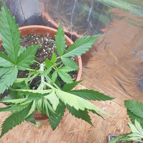 White Widow  growlog timeline photo