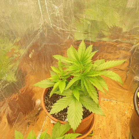 White Widow  growlog timeline photo