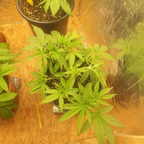 White Widow  growlog timeline photo