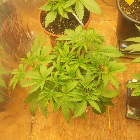 OG Kush growlog timeline photo