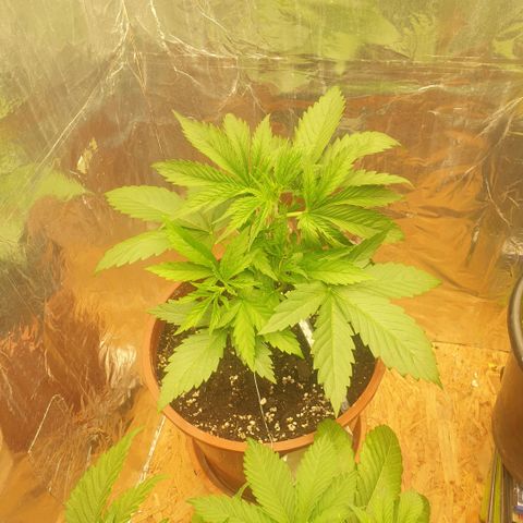 White Widow  growlog timeline photo