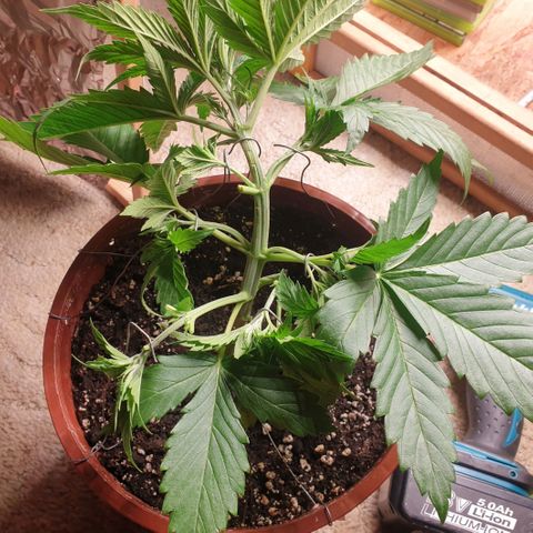 White Widow  growlog timeline photo