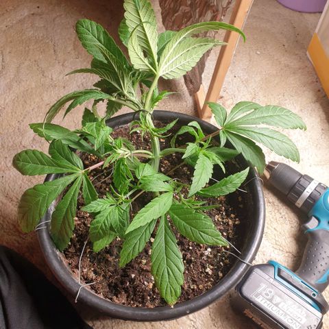 Captain Future growlog timeline photo