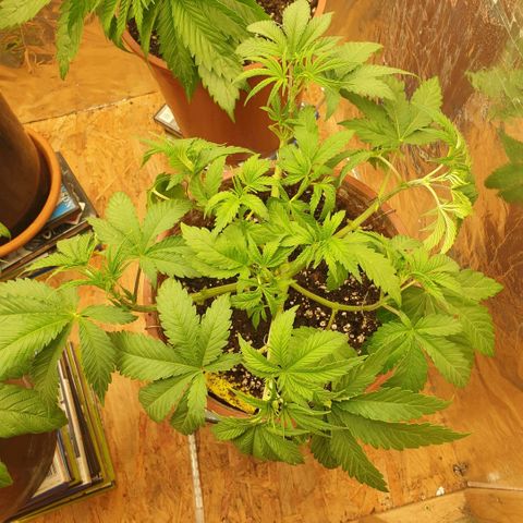 OG Kush growlog timeline photo