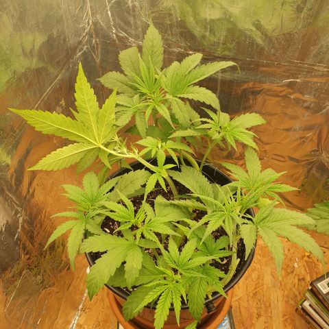 White Widow  growlog timeline photo