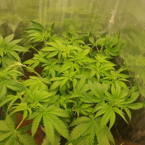 Captain Future growlog timeline photo