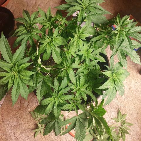 Captain Future growlog timeline photo