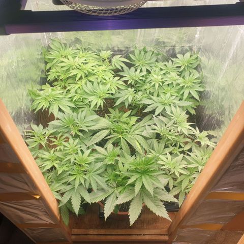 White Widow  growlog timeline photo