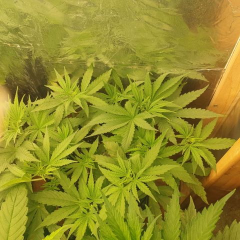 White Widow  growlog timeline photo