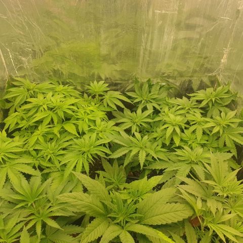 Captain Future growlog timeline photo