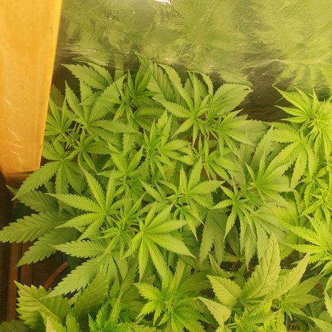 OG Kush growlog timeline photo