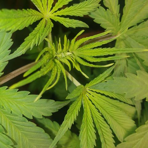 OG Kush growlog timeline photo